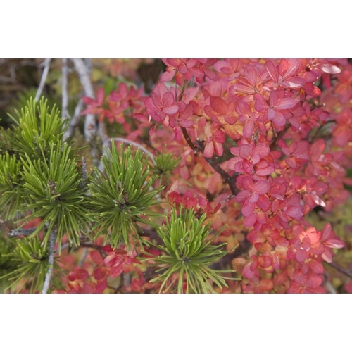 Oregon Huckleberry bush leaves and pine needles